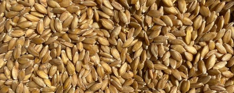 16.9petit-epeautre-saveurs-truques